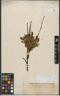 Foto von Salix waldsteiniana Willd.